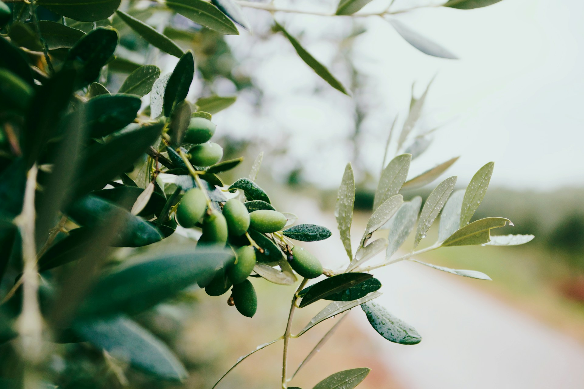 Olive oil in Hydra